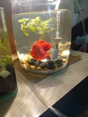 Fish tank