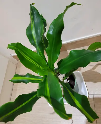 Variegated Dracaena Fragrans - Indoor Plant