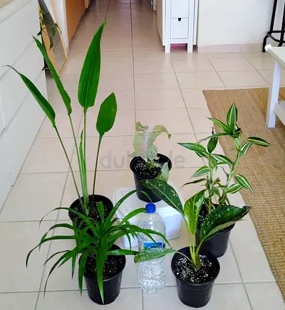Houseplant bundle - 5 indoor potted plants, mixed varieties