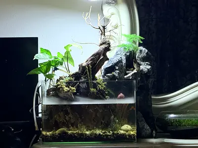 Natural Paludarium Aquarium | Aquascape & Terrarium | Bonsai | Mist System | For Sale