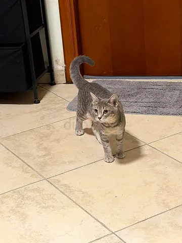 Scottish kitten for adoption