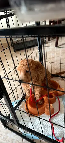 🐶 6-Month-Old Maltipoo Looking for a Loving Home 🏡❤️