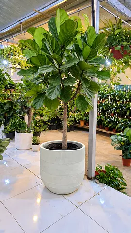 Large Fiddle Leaf Fig Tree (Ficus lyrata) - Indoor Plant