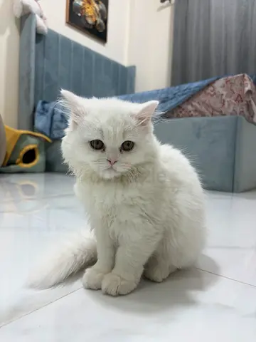 4 months Old White Adorable Persian Female kitten