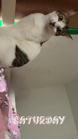 Amazing cat for adoption