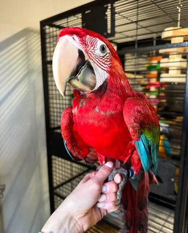 Pure breed green wing parrot available