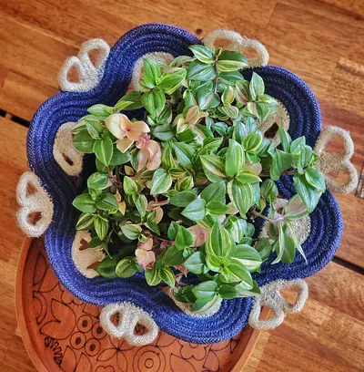 Indoor plant Tradescantia Tricolor / striped inch plant / wandering jew with jute decorative basket