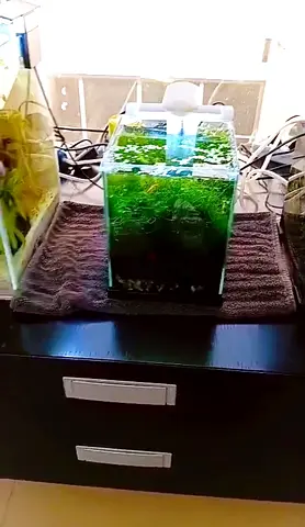 Aquarium Cleaning Dubai - Arowana, Discus, Marine Tank Specialist