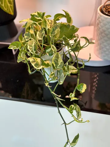 Variegated Pothos (Epipremnum aureum) - Healthy Trailing Houseplant
