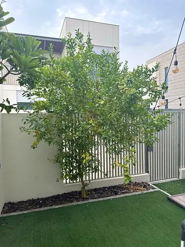 Healthy Green Garden Tree for Sale
