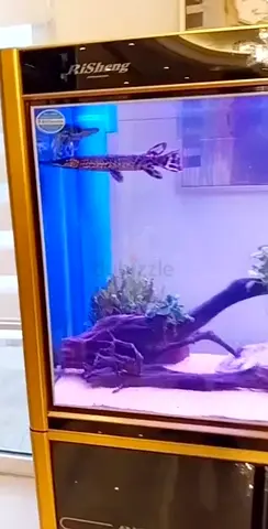 Aquarium Cleaning Dubai - Arowana, Discus, Marine Tank Specialist