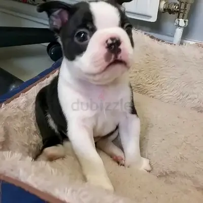Boston Terrier puppies available in here