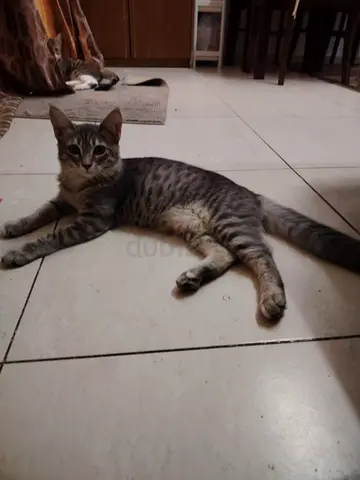 Young Grey Tabby Cat - Friendly Indoor Cat Available