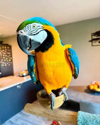 Macaw looking for new home