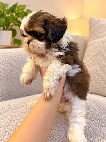 Shih Tzu puppy - brown & white, healthy is looking for new home