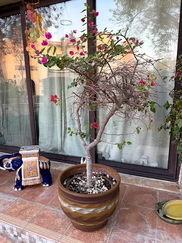 Two Bougainvillea flower pots( pink & yellow)-mirdif
