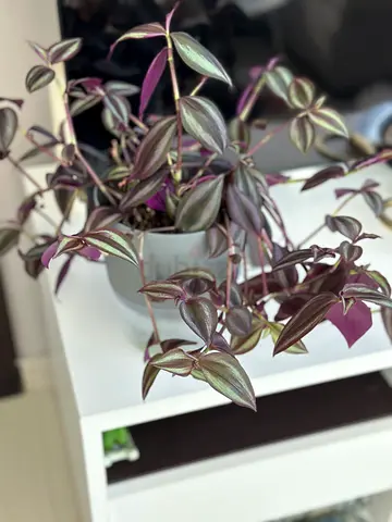 Healthy Tradescantia (Wandering Jew) houseplant in self-watering pot.