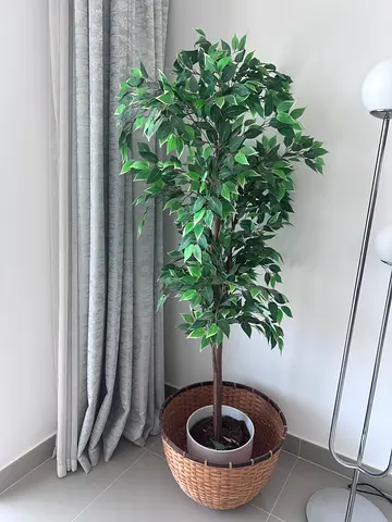 Tall Artificial Ficus Tree in Wicker Planter