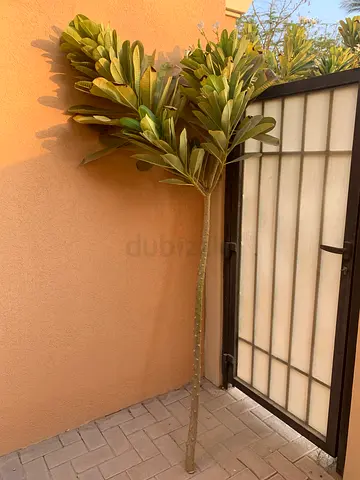 Frangipani Tree Size Branch