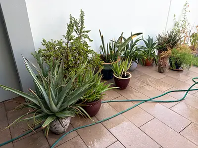 Outdoor Plants with Pots (Total 20 Pieces)