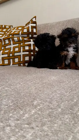 Puppies