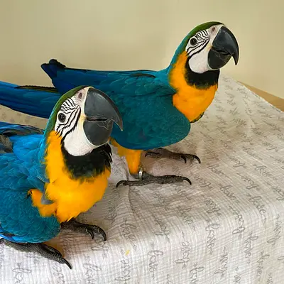 Blue and Gold Macaw Parrots