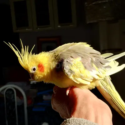 Cockatiel Male