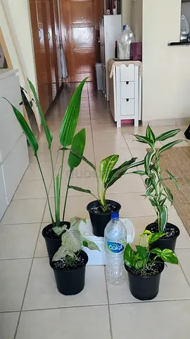 Assorted indoor houseplants - 5 potted plants, good condition