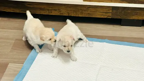 Two adorable young puppies looking for a home