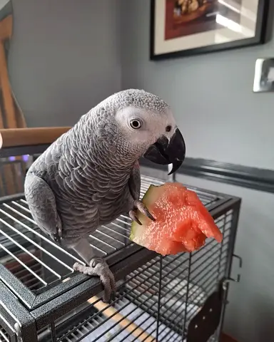Cute African gray parrot for adoption