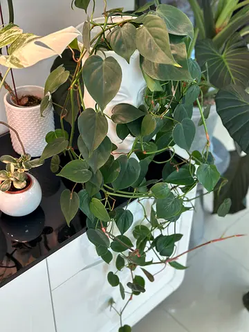 Philodendron Scandens (Trailing Heart) - Healthy Indoor Houseplant