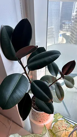 Rubber Plant (Ficus elastica) - Healthy Indoor Potted Plant