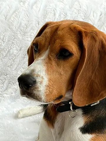Friendly Beagle looking for a new home - 14 months old, vaccinated