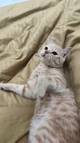 Cats for adoption