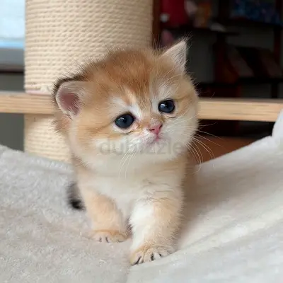 Golden British shorthair
