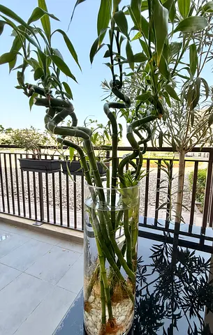 Bamboo plant