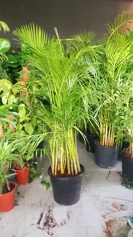 Areca Palm Indoor Plant available