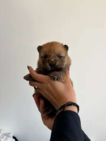 Purebred Chow Chow puppies are looking for their forever families.
They will be very fluffy, with la