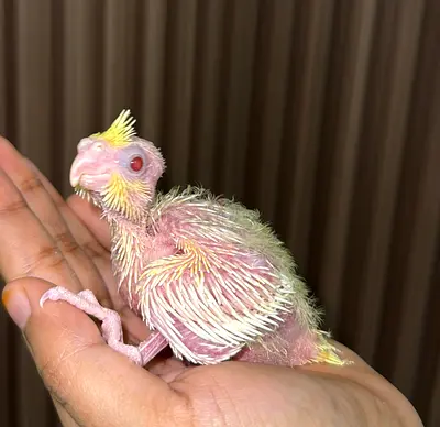 Cockatiel Chicks