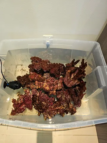 Real reef Live rock for saltwater aquarium