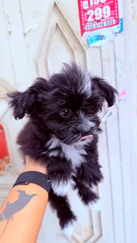 Adorable small black & white puppy, approx. young — ready for a home