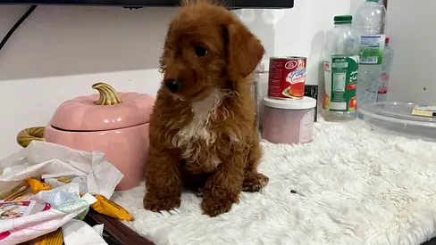 Small fluffy dark brown cavapoo puppy looking for a loving home