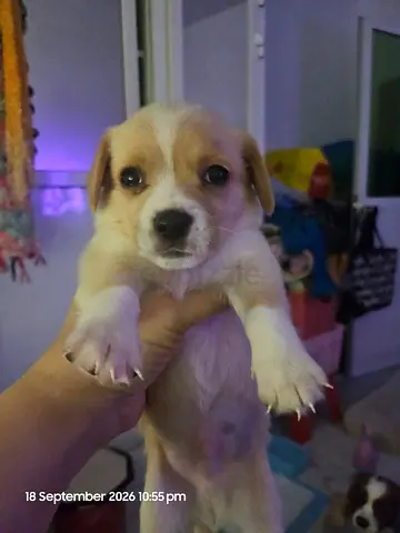 Cavachi puppies for adoption
