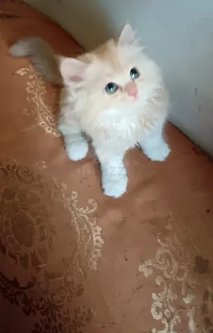 Kitten available