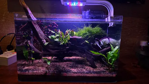 50cm Planted Aquarium Tank with Driftwood, Plants and Gravel