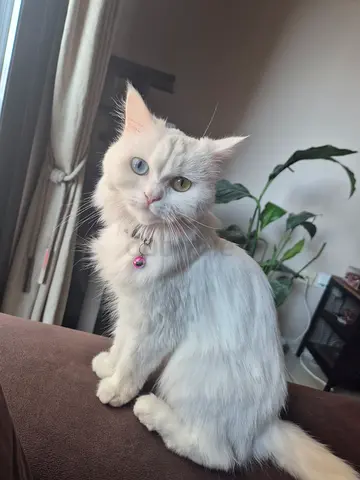 Pet cat for free adoption- DM if interested