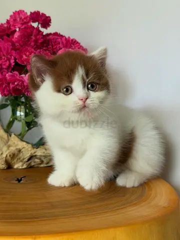 Mix chocolate British shorthair