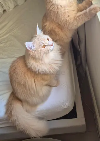 Beautiful 4-Year-Old Male — Large, Strong Build, Pearl Beige, Cream & White