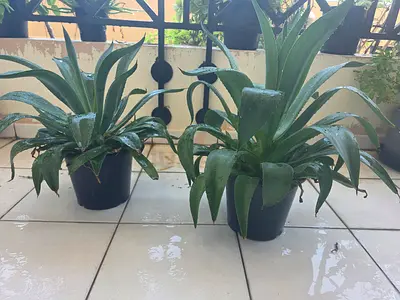 Two healthy agave/succulent plants in pots - reception decoration