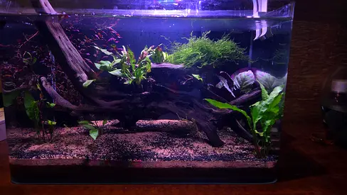 50cm Planted Aquarium Tank with Driftwood, Plants and Gravel